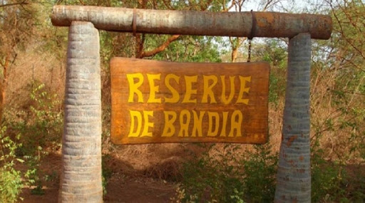 Sindia: 556 ha soutirés de la forêt classée de Bandia
