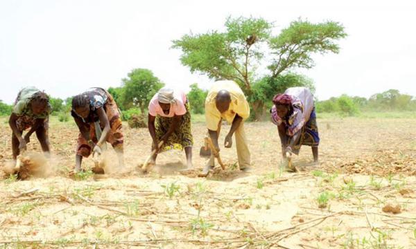 Ndingler: Leur hivernage "sauvé", les paysans veulent la cession totale de leurs terres