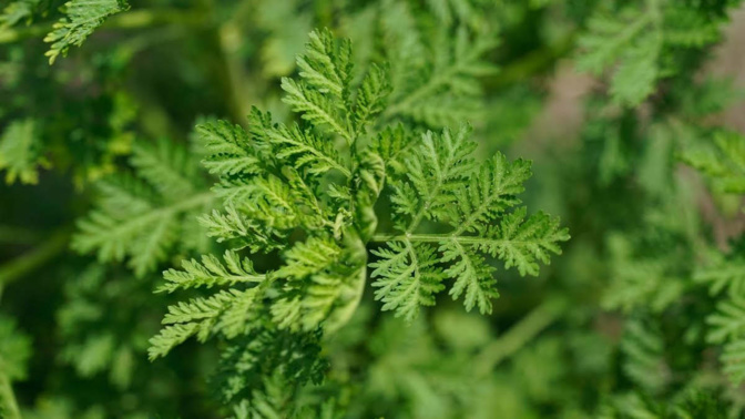Covid-19: Les essais cliniques de l’Artemisia vont bientôt démarrer