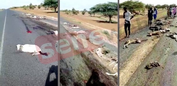 Vidéo - Matam: Des moutons écrasés par un chauffard qui a pris la fuite, regardez