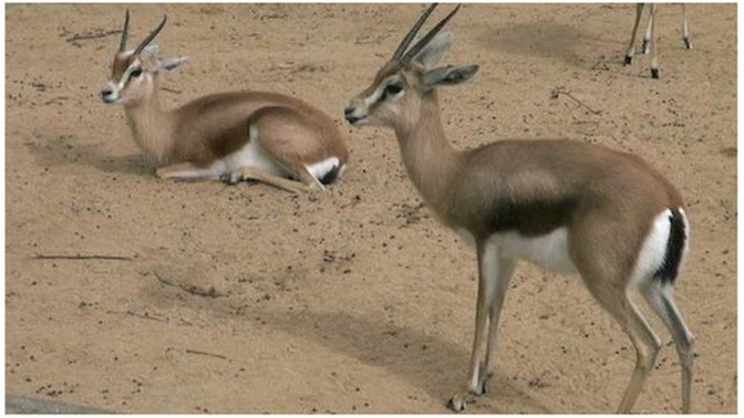 Affaire des gazelles Oryx: Ranérou prévient et donne un ultimatum