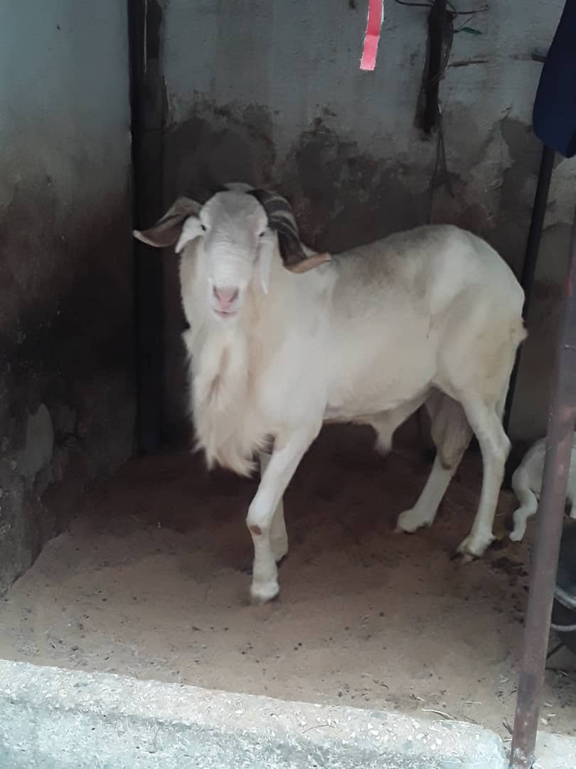 A vendre ce mouton de race +221 77 012 07 07