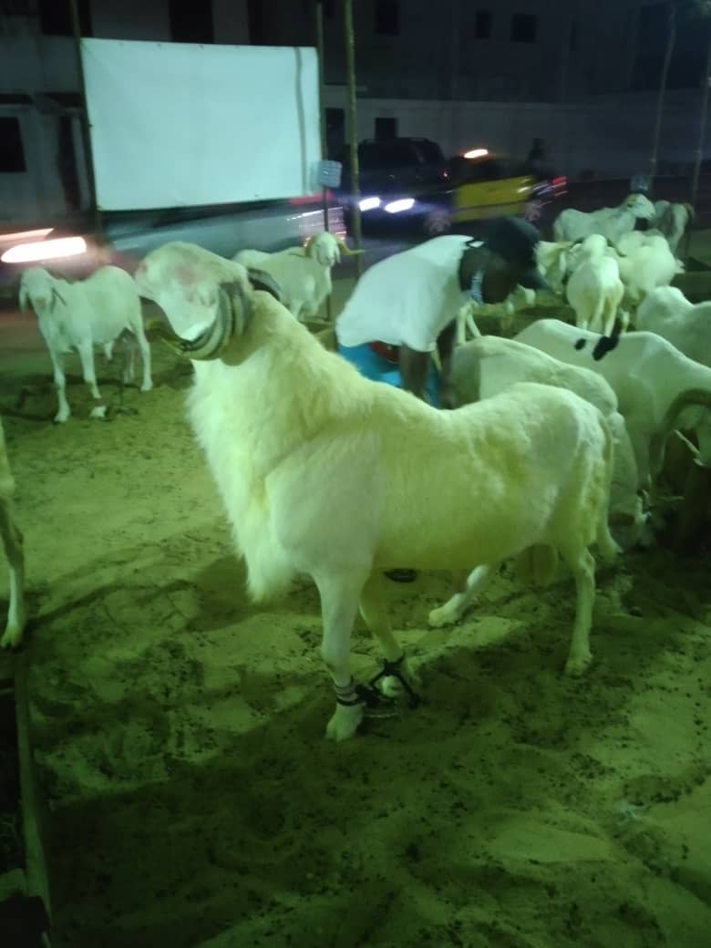 A vendre ce mouton de race +221 77 012 07 07