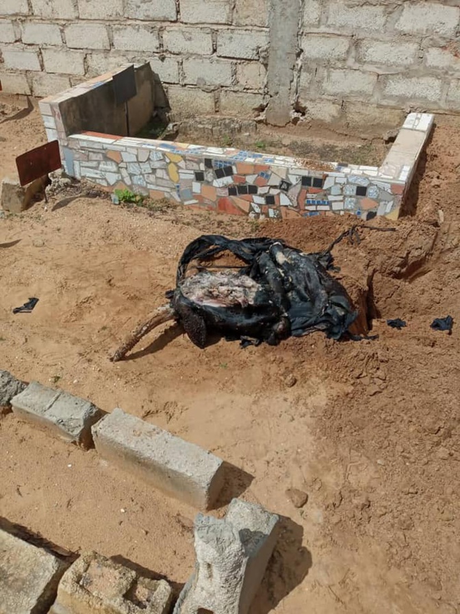 Mbour : La tête et des pattes de bœuf noir enterrées au cimetière de Téfess Mbour : La tête et des pattes de bœuf noir enterrées au cimetière de Téfess