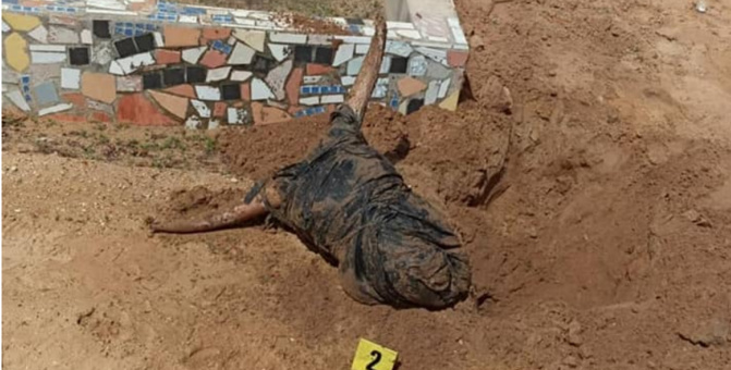 Mbour : La tête et des pattes de bœuf noir enterrées au cimetière de Téfess
