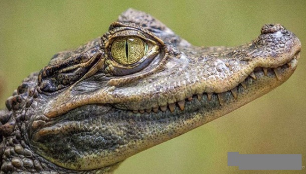 Vers une nouvelle découverte scientifique : les larmes de crocodile, ça soigne…
