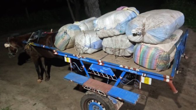 LUTTE CONTRE LE TRAFIC INTERNATIONAL DE STUPEFIANTS: 456 kg de chanvre indien saisis en 24h par la subdivision des Douanes de Fatick