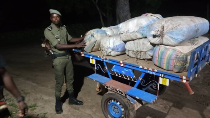 LUTTE CONTRE LE TRAFIC INTERNATIONAL DE STUPEFIANTS: 456 kg de chanvre indien saisis en 24h par la subdivision des Douanes de Fatick