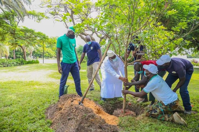 Reboisement: Le Président Macky Sall a planté son 5e arbre au Palais (Photos) Reboisement: Le Président Macky Sall a planté son 5e arbre au Palais (Photos)