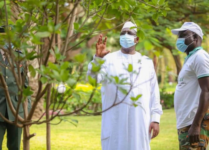 Reboisement - Macky Sall a planté son 5ème arbre depuis qu'il est au Palais (photos)