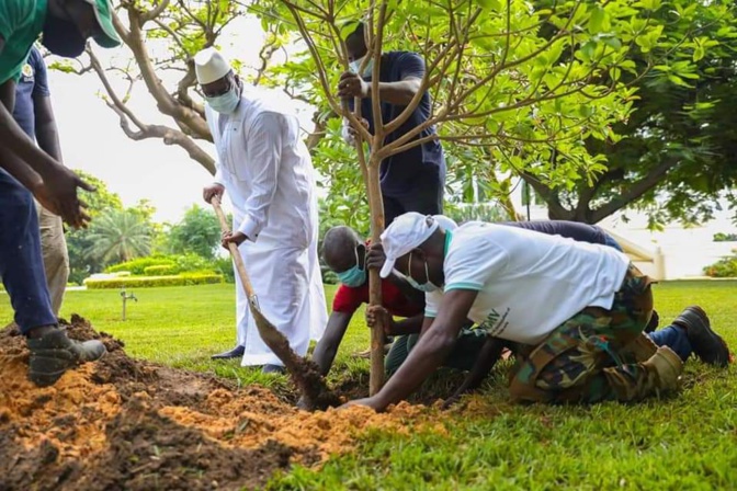 Reboisement - Macky Sall a planté son 5ème arbre depuis qu'il est au Palais (photos)