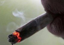 15 jours de prison pour les 4 dames fumeuses de chanvre indien