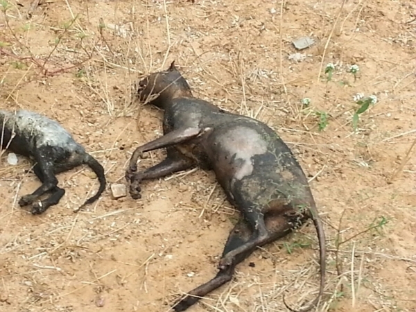 Coupures de courant à Sakal et environ: Voici les chiens à l'origine de l'incident