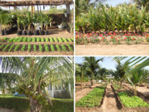 Gestion durable des terres : Keur Samba Dia sollicite l’appui des partenaires
