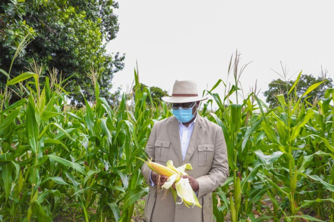 Macky Sall à Keur Socé: Visite des champs de la COPAR de 8 500 ha (Photos)