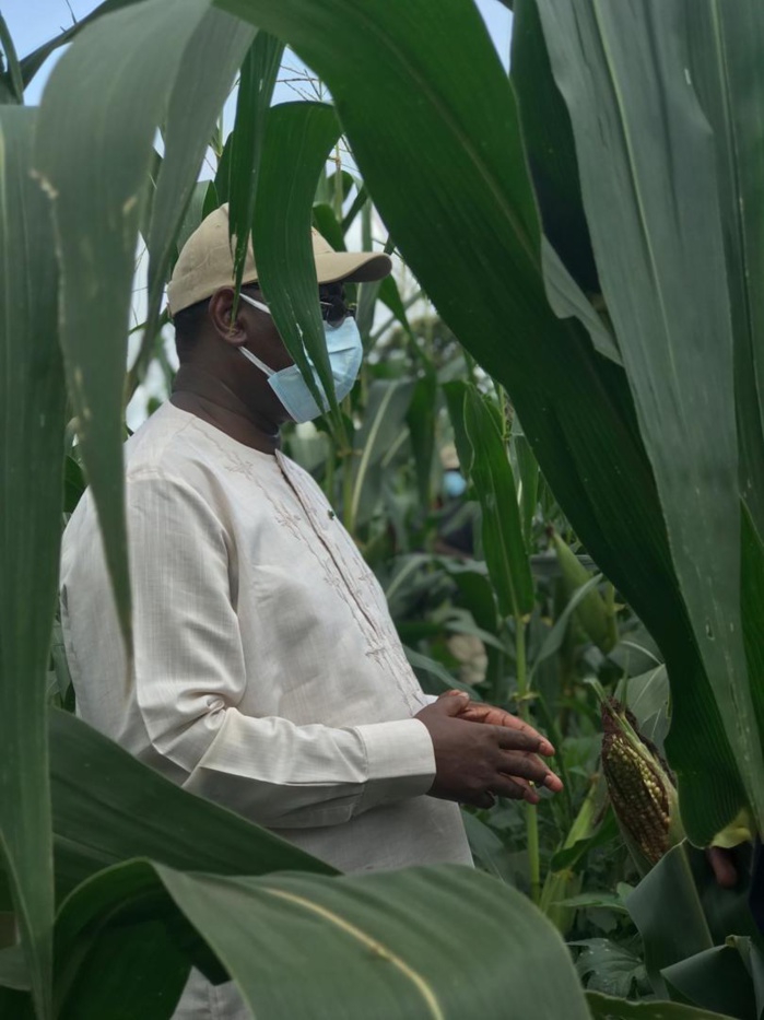VIDEO+PHOTOS/ Visite économique: Le Président Macky Sall sur les routes du Nioro en direction des champs