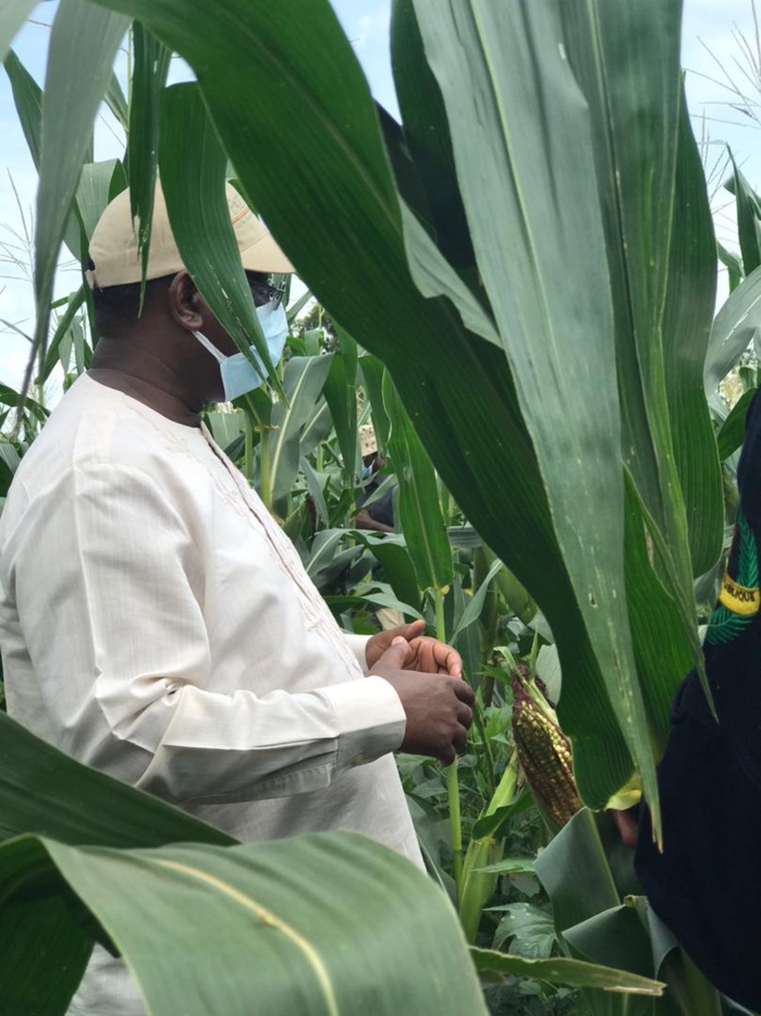 VIDEO+PHOTOS/ Visite économique: Le Président Macky Sall sur les routes du Nioro en direction des champs