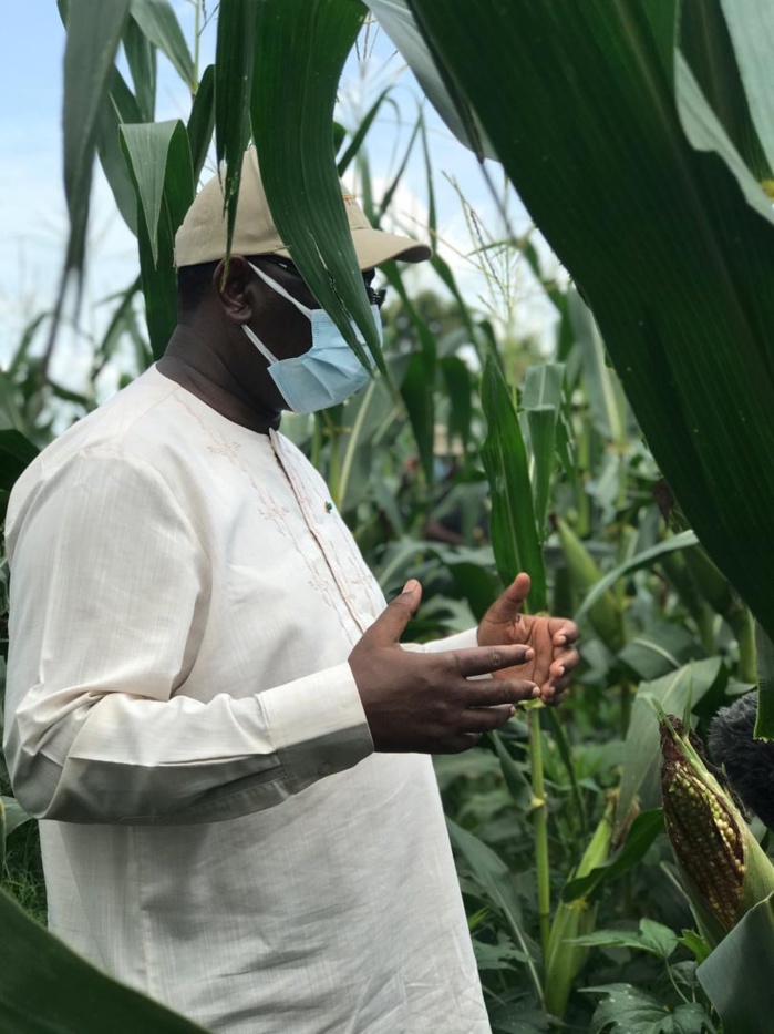 VIDEO+PHOTOS/ Visite économique: Le Président Macky Sall sur les routes du Nioro en direction des champs