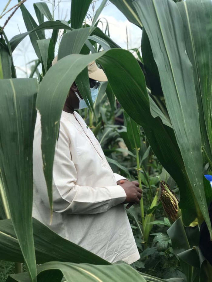 VIDEO+PHOTOS/ Visite économique: Le Président Macky Sall sur les routes du Nioro en direction des champs