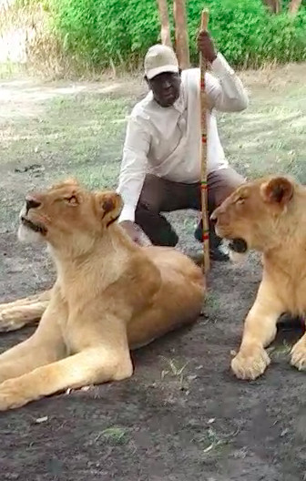 Macky Sall relance le tourisme local avec de vrais lions  ( Vidéo ) 