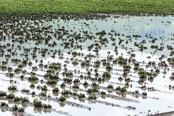 Le fleuve Sénégal sort de son lit: à Bakel, 134 ha de cultures engloutis par les eaux