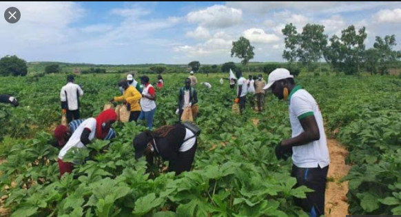 Vacances agricoles: Ousmane Sonko attendu à Louga demain jeudi Vacances agricoles: Ousmane Sonko attendu à Louga demain jeudi