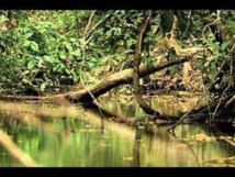[Video] Gabon 2012: Reportage Sur L'exil De Serigne Touba