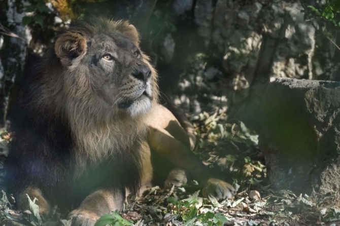 Oussouye: La présence d'un lion perturbe les populations