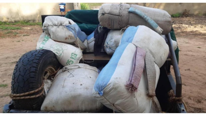 Gros coup de la Douane à Kaolack: 540 kg de chanvre indien interceptés en 24h !
