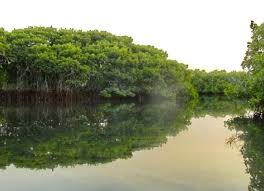 Ziguinchor: 30 millions FCfa des Eaux et Forêts pour la restauration de la Mangrove