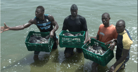 Alternative à l’émigration clandestine : L’Ana poussent les jeunes à la pratique de la pisciculture