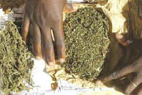 Trafic de drogue:  Un grand transitaire tombe dans les filets de la gendarmerie