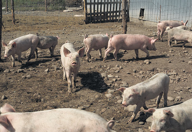 Diourbel / Divagation des porcs: le Préfet met fin à la cacophonie