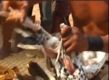 Incroyable! Le magicien tue un poulet et lui redonne la vie