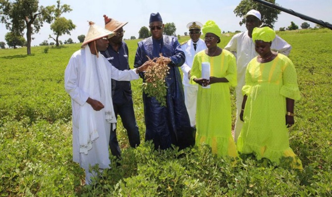 Production et commercialisation de l'arachide: Vers un record de 1, 8 millions  de tonnes, le kg à 250 FCfa