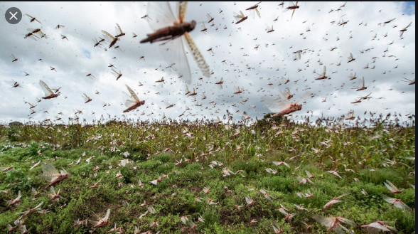 Riziculture dans la Vallée: Des champs dévastés par les rats et les criquets