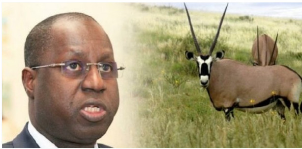 Assemblée nationale / Transfert des gazelles oryx: Le Ministre de l'Environnement Abdou Karim Sall donne des détails