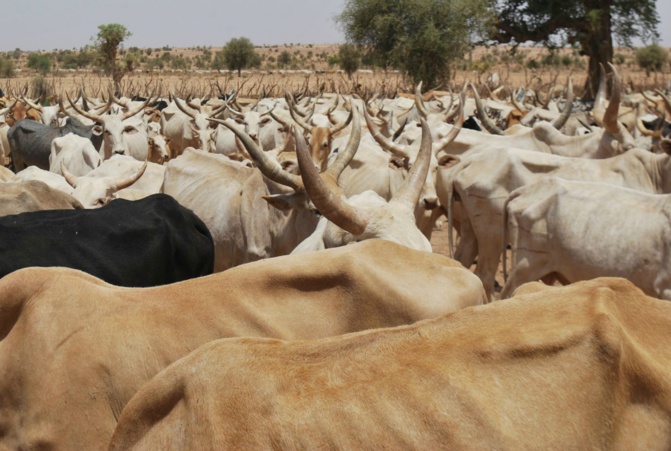 Birkilane: Un camion tue une vingtaine de vaches