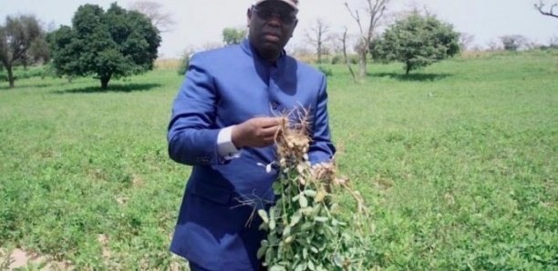 Commercialisation de l’arachide : Macky Sall insiste sur la surtaxe à l’exportation Commercialisation de l’arachide : Macky Sall insiste sur la surtaxe à l’exportation