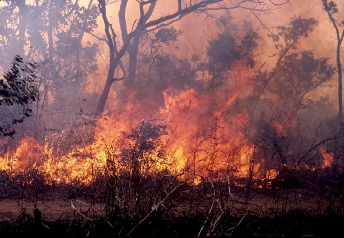 Ndiaw Bambali: un incendie réduit 60 tonnes de mil en cendres