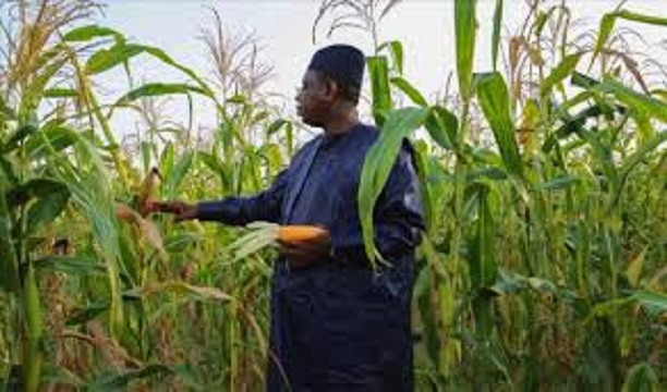 Zoom sur le discours à la Nation du Président Sall: L’agriculture, le poumon sauveur du Sénégal de la récession