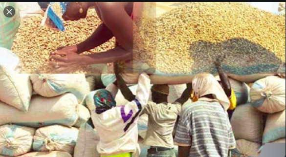 Vélingara / Campagne arachidière: Les contrôleurs économiques accusés d’arnaquer les opérateurs