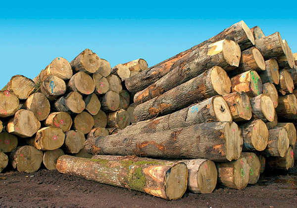 Kolda: Saisie de 42 billons de bois par la gendarmerie