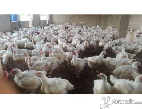 Des cas de grippe aviaire H5n1 à Thiès