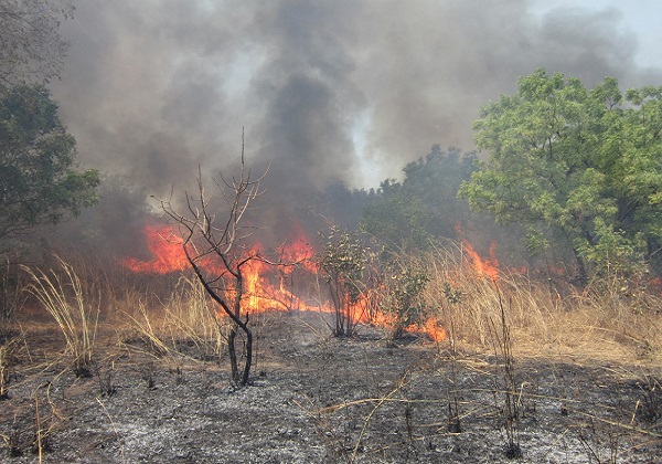 Feu de brousse: Une large superficie ravagée dans une commune de Linguère