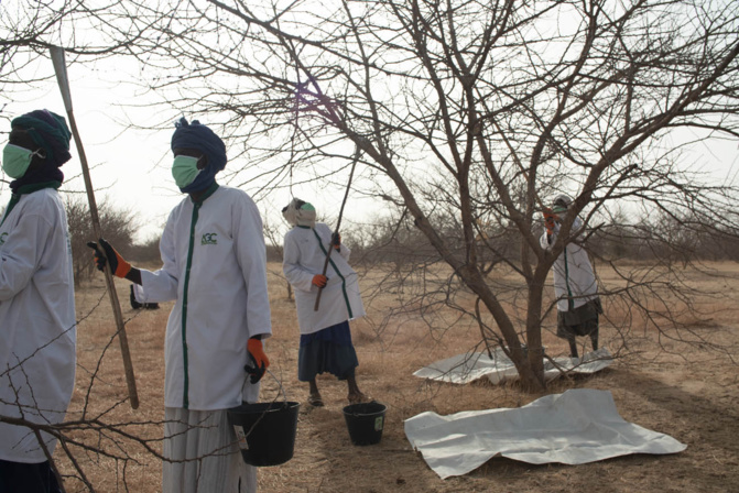 Réponse d’Asiyla Gum Company à l'ambassade d'Arabie Saoudite : « notre Société ne s’est jamais réclamée saoudienne… » Réponse d’Asiyla Gum Company à l'ambassade d'Arabie Saoudite : « notre Société ne s’est jamais réclamée saoudienne… »