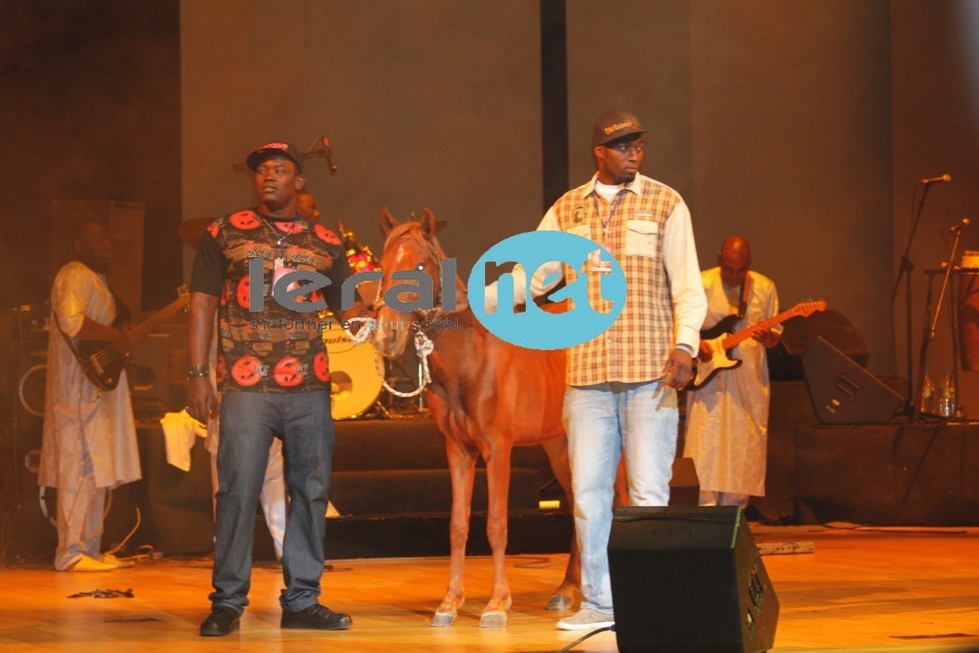 Le cheval offert par Serigne Mbacké Ndiaye à Coumba Gawlo