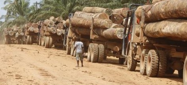 Exclusivité : Gambie : Dix-neuf containers remplis de bois en provenance de la Casamance prêts à embarquer Exclusivité : Gambie : Dix-neuf containers remplis de bois en provenance de la Casamance prêts à embarquer