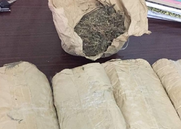 Trafic de drogue : la Douane de Kaolack et Joal intercepte  550 kg de chanvre indien