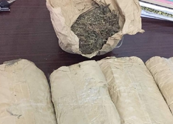 Trafic de drogue : la Douane de Kaolack et Joal intercepte  550 kg de chanvre indien